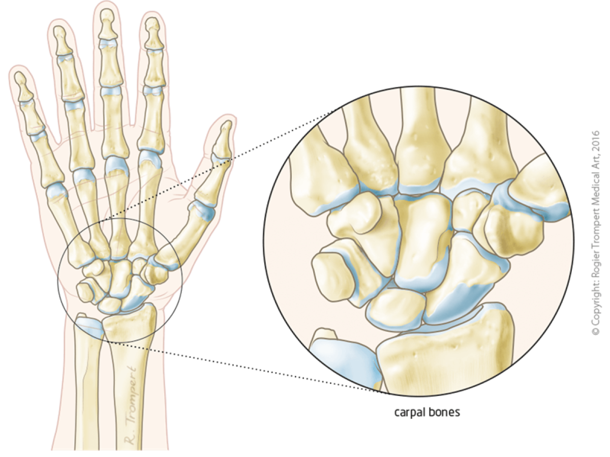 Carpals Anatomy